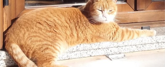 Gatto perso a Fiumicello – Brescia