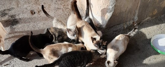 17 FEBBRAIO 2022 – Festa internazionale del gatto