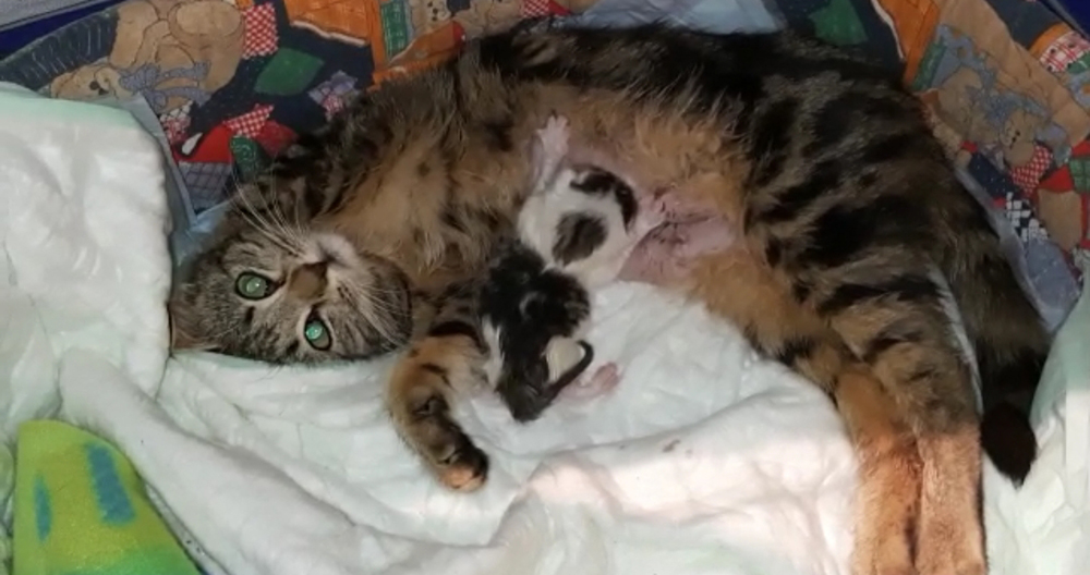 GATTA-RITROVATA-CON-GATTINO-3