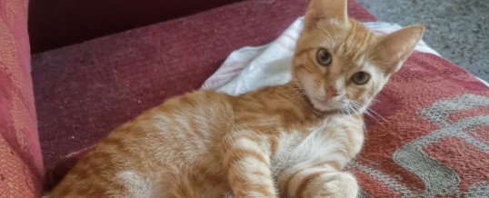 Oliver