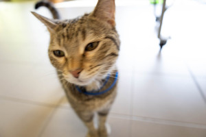 Jackino-3
