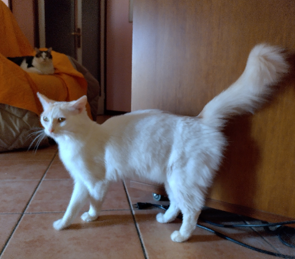 Mirto