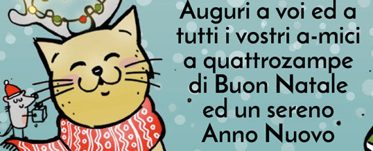 A-mici, a-mici… amici un gatto. Il nostro notiziario