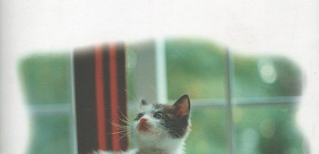 PIUMA – Lettera ad un gatto scomparso