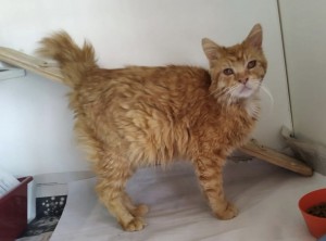 SWIFFER
