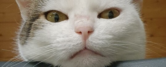 Micia