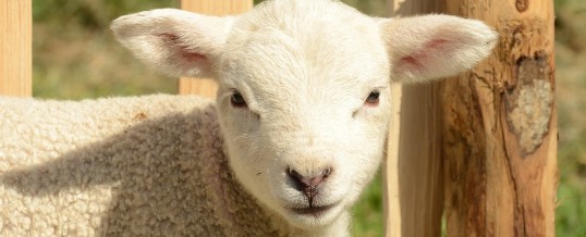 Contro la strage degli agnelli a Pasqua