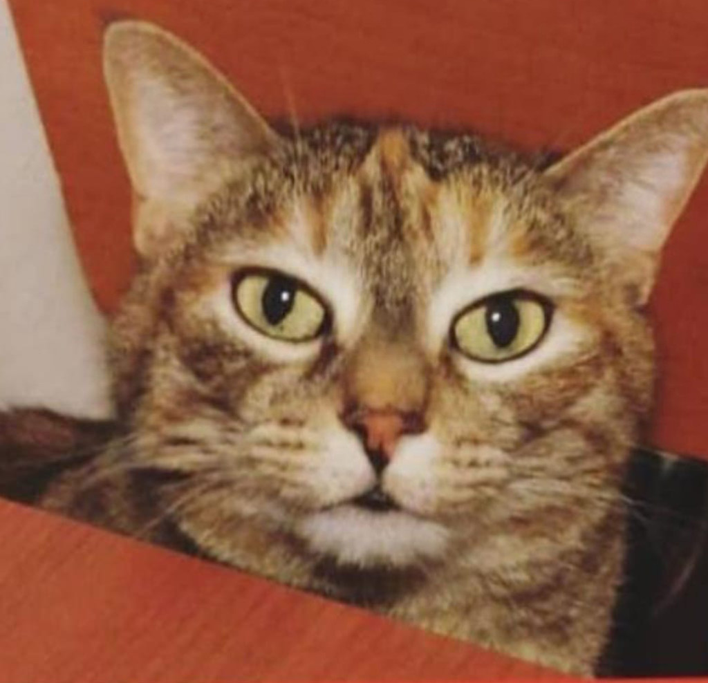 bianca-e-grigia-1