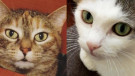 Bianca e Grigia, 11 anni