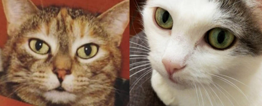 Bianca e Grigia, 11 anni