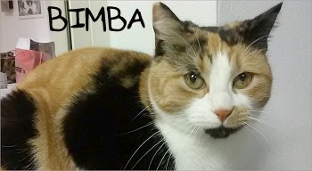 bimbas
