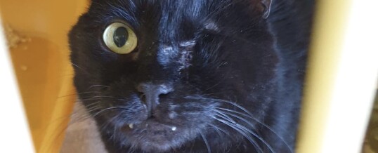 Sirius