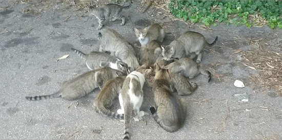 colony