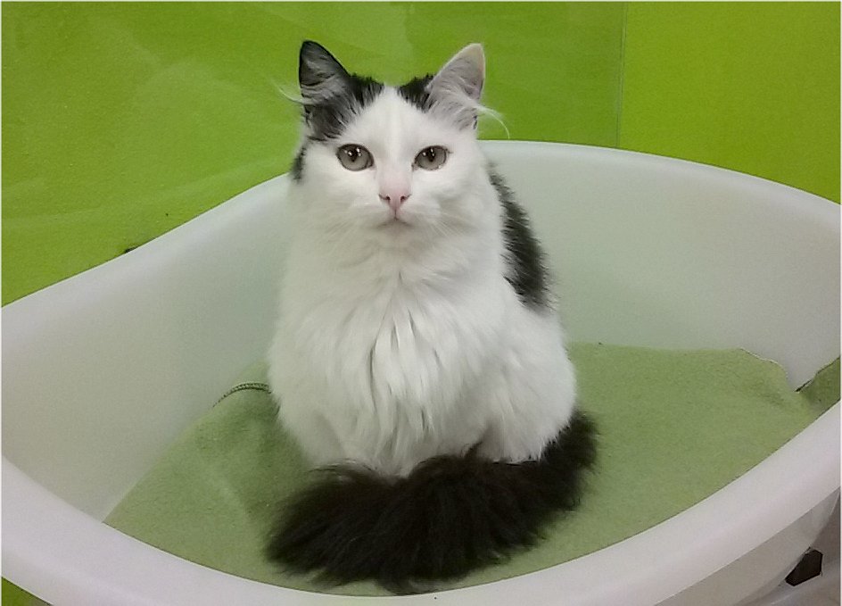 daisygiu