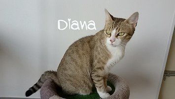dianas