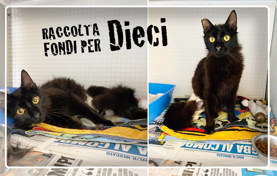 dieci