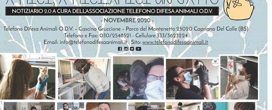 A-mici, a-mici… amici un gatto. Il nostro notiziario