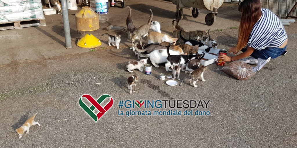 giving-tuesday-now-gattile-aiuto