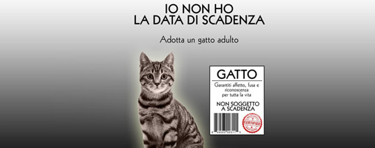 Pubblicita Progresso Adotta Un Gatto Adulto Telefono Difesa Animali