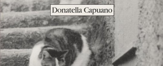 IL GATTO DI NESSUNO