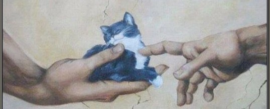 L’impossibile non esiste, con i gatti