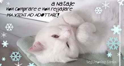 natale2015adotta