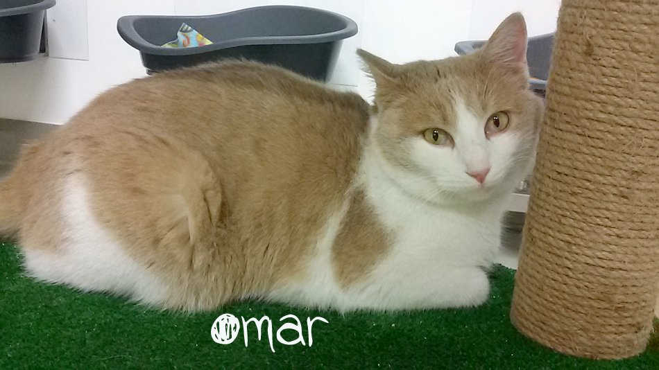 omar