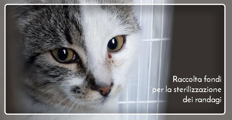 raccolta-fondi-gattile