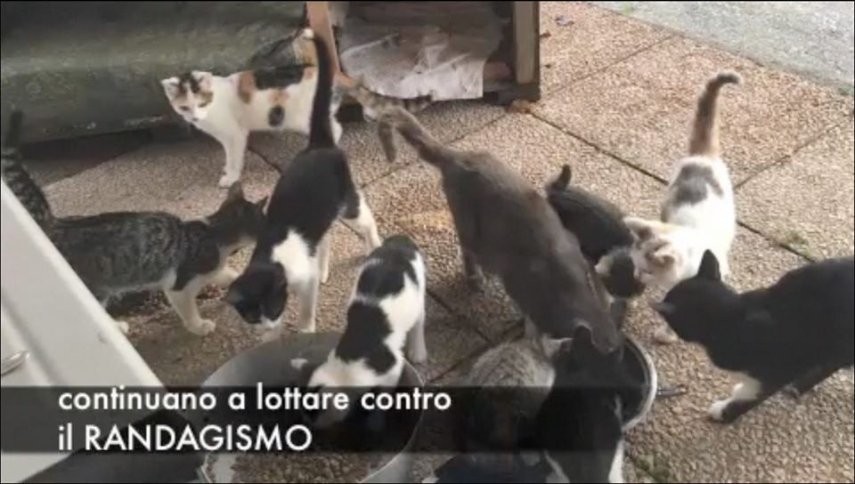 terza-raccolta-fondi-sterilizzazione