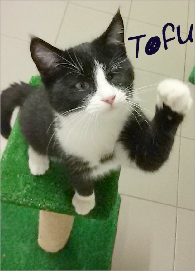 tofub