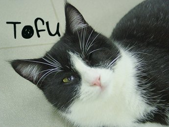 tofus